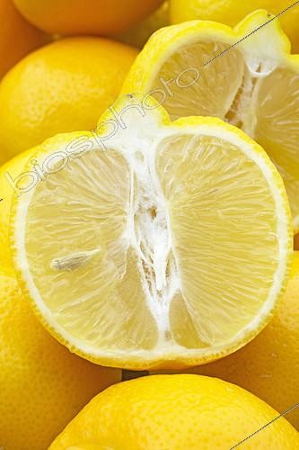 Biosphoto | 2126658 | Tunisian sweet limetta (Citrus limetta 'bergamotier de Tunis') | &copy; Frédéric Tournay / Biosphoto