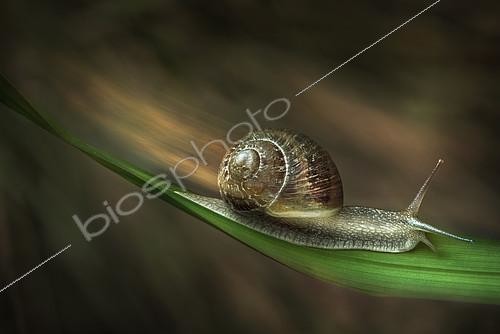Biosphoto | 2397266 | Turbo snail, Parma, Italy | &copy; Alberto Ghizzi Panizza / Biosphoto