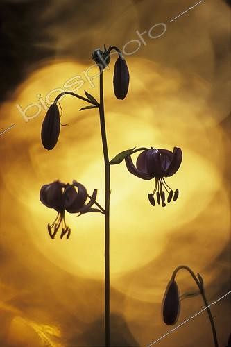 Biosphoto | 1136667 | Turk's cap lily in  in the undergrowth Cliff of Nans Doubs | &copy; Florent Cardinaux  / Biosphoto