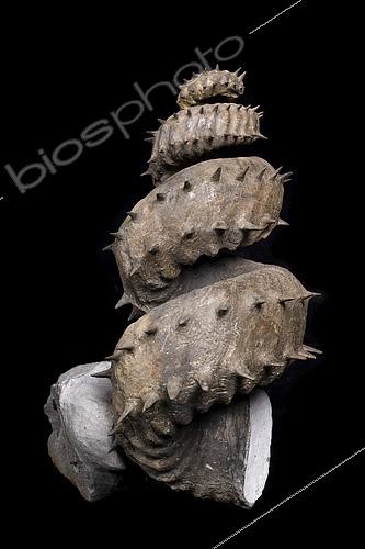 Biosphoto | 2552454 | Turrilites sp with preservation of Albian spines from Provence. 25cm. Luc Ebbo collection. Paleogalerie, Salignac. Ebbo collection | &copy; Pascal Goetgheluck / Biosphoto