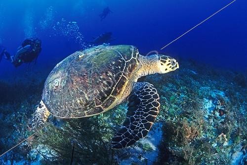 Biosphoto | 441619 | Turtle swimming into the seabed Mexico | &copy; Jean Cassou / Biosphoto