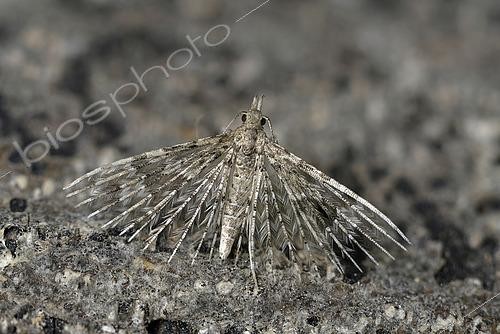 Biosphoto | 2490712 | Twenty-plume moth (Alucita hexadactyla) on a wall, France | &copy; Dominique Halleux / Biosphoto