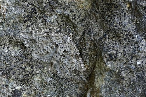 Biosphoto | 2426533 | Twin-spot carpet (Mesotype didymata) imago on a rock, Mimicry, undergrowth with blueberry, Chamrousse, Isère, Alps, France | &copy; Dominique Halleux / Biosphoto