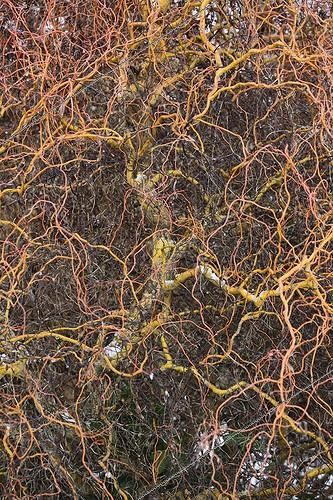 Biosphoto | 1452197 | Twisted branches in winter France | &copy; Vincent M. / Biosphoto