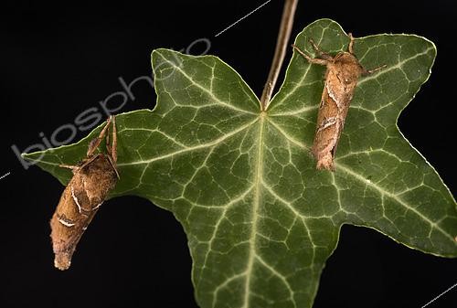 Biosphoto | 2552702 | Two adult males of Orange swift (Triodia sylvina) perched on common ivy leaf (Hedera helix) by night, Liguria, Italy | &copy; Tonči Maletic / Biosphoto