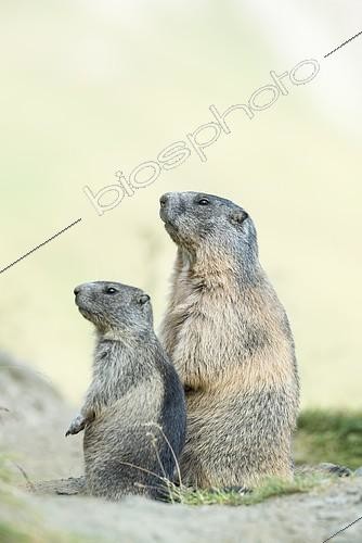 Biosphoto | 2166643 | Two alpine marmots (Marmota marmota), High Tauern National Park, Carinthia, Austria, Europe | &copy; Robert Haasmann / imageBROKER / Biosphoto