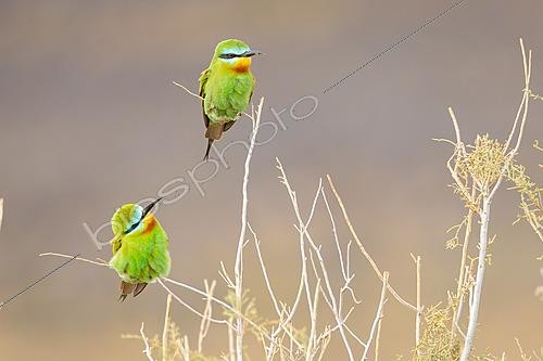 Biosphoto | 2627791 | Two Blue-cheeked Bee-eaters (Merops persicus) perched on dry vegetation, Morocco | &copy; Pablo Barrena / Biosphoto