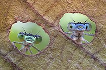 Biosphoto | 2141078 | Two damselflies looking through the holes made by a caterpillar on a leaf | &copy; Alberto Ghizzi Panizza / Biosphoto