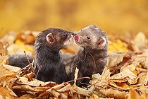 Biosphoto | 2469675 | Two Ferrets (Mustela putorius forma domestica) in autumn leaves | &copy; P. Wegner / imageBROKER / Biosphoto