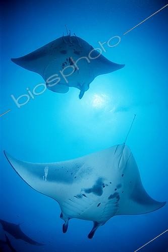 Biosphoto | 641547 | Two Giant Mantas feeding in open water Maldives | &copy; Didier Brandelet / Biosphoto