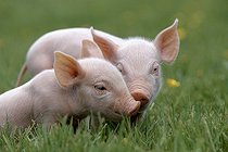 Biosphoto | 119212 | Two piglets on the grass France | &copy; Cyril Ruoso / Biosphoto