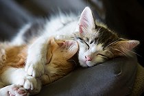 Biosphoto | 2447156 | Two sleeping kittens on a chair in the sun, Haut Rhin, France | &copy; Bruno Mathieu / Biosphoto