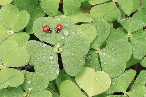 Biosphoto | 2486624 | Two-spot ladybird on clover, Switzerland, Europe | &copy; Patrick Frischknecht / imageBROKER / Biosphoto