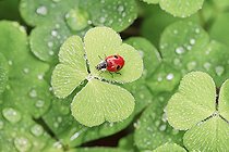 Biosphoto | 2486625 | Two-spot ladybird on clover, Switzerland, Europe | &copy; Patrick Frischknecht / imageBROKER / Biosphoto