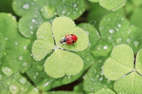 Biosphoto | 2486625 | Two-spot ladybird on clover, Switzerland, Europe | &copy; Patrick Frischknecht / imageBROKER / Biosphoto