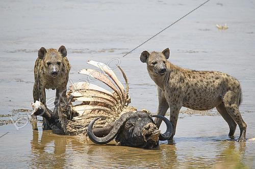 Biosphoto | 2603019 | Two spotted hyenas (Crocuta crocuta) in a river feeding on a carcass of an African buffalo (Syncerus caffer) in Tarangire National Park, Tanzania | &copy; Clément Fontaine / Biosphoto