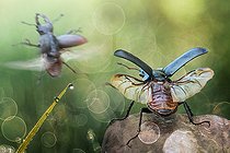 Biosphoto | 2148314 | Two stag beetles starting to fly | &copy; Alberto Ghizzi Panizza / Biosphoto