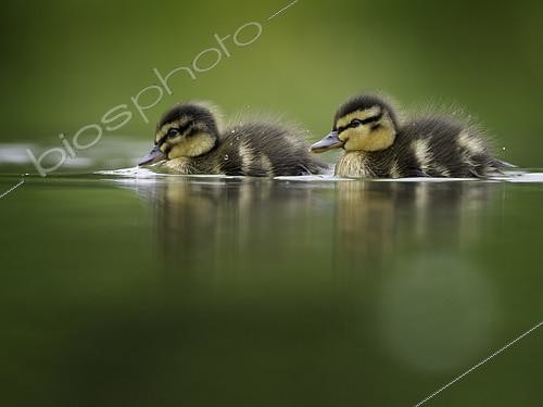 Biosphoto | 2397082 | Two young Mallard (Anas platyrhynchos) ducklings follow closely behind mum in the Peak District National Park, UK. | &copy; Tesni Ward / Biosphoto