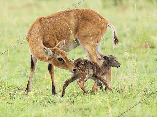 Biosphoto | 2608631 | Uganda Kob (Kobus kob thomasi), female with newborn calf, Murchison Falls, Uganda | &copy; Ignacio Yufera / Biosphoto