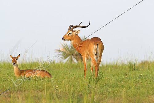 Biosphoto | 2463648 | Uganda's Kob (Kobus thomasi), Murchison Falls National park, Uganda | &copy; Marco Valentini / Biosphoto