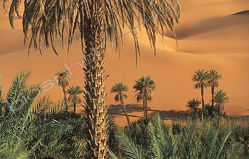 Biosphoto | 2629261 | Um Al Ma, Dawada, Sahara Desert, Libya | &copy; Juan-Carlos Muñoz / Biosphoto