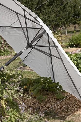 Biosphoto | 698994 | Umbrella for shade on a squash | &copy; NouN / Biosphoto