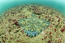Biosphoto | 2627161 | Undulate ray (Raja undulata) resting on a seaweed background, Oleron Island, Atlantic ocean, France | &copy; Bruno Guénard / Biosphoto