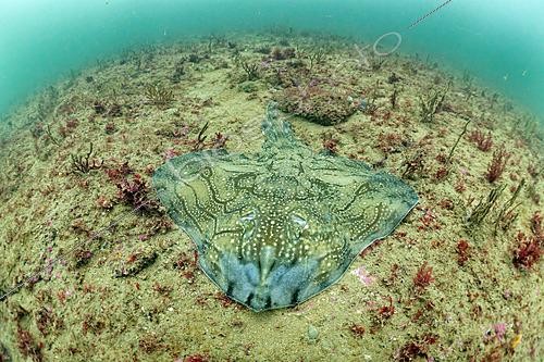 Biosphoto | 2627161 | Undulate ray (Raja undulata) resting on a seaweed background, Oleron Island, Atlantic ocean, France | &copy; Bruno Guénard / Biosphoto