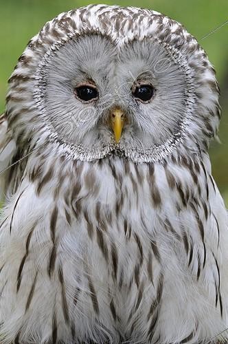 Biosphoto | 814764 | Ural Owl watching Rhodes zoological garden Lorraine | &copy; Michel Poinsignon / Biosphoto
