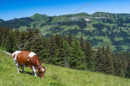 Biosphoto | 2617991 | Vache Abondance broutant, vers le Pont de Nant, environs de Gryons, Vaud, Alpes, Suisse | &copy; Stéphane Vitzthum / Biosphoto