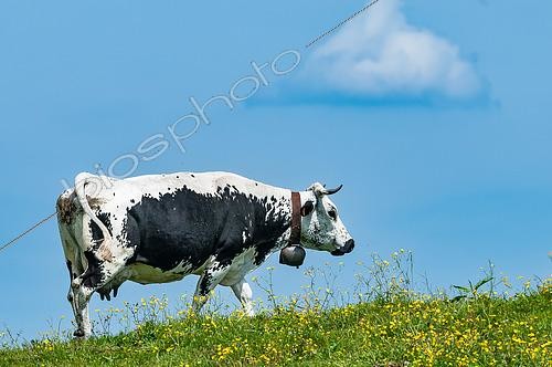 Biosphoto | 2618001 | Vache vosgienne noire et blanche, hautes chaumes, Rainkopf, Vosges, France | &copy; Stéphane Vitzthum / Biosphoto