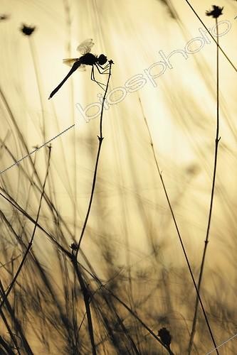 Biosphoto | 919468 | Vagrant Darter at dusk Ardèche France | &copy; Ghislain Simard / Biosphoto