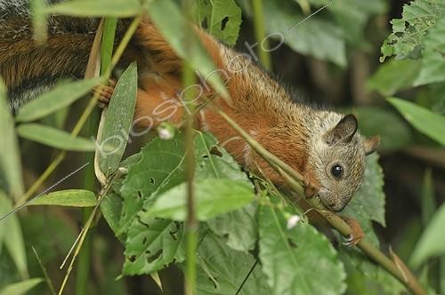 Biosphoto | 1133625 | Variable squirrels eating Bamboo Costa Rica | &copy; Robin Monchâtre / Biosphoto