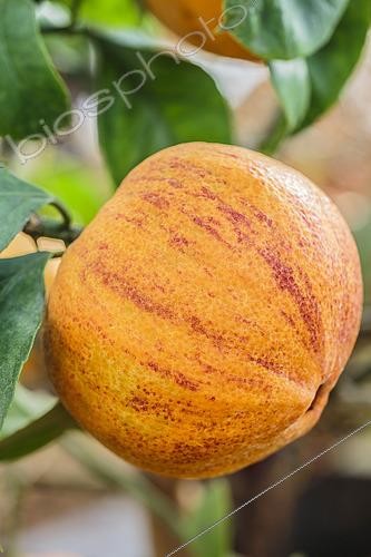 Biosphoto | 2436528 | Variegated bitter orange 'Citrus aurantium Virgatum', 'Swiss bitter orange', 'Vatican Orange' or 'Lemon in lansquenets' | &copy; Jean-Michel Groult / Biosphoto