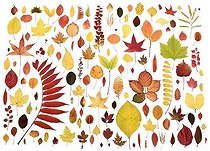 Biosphoto | 1536296 | Various autumn coloured leaves | &copy; Michael Peuckert / imageBROKER / Biosphoto