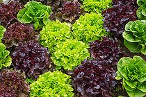 Biosphoto | 2083855 | Various Lettuces in a kitchen garden, Provence, France | &copy; Philippe Giraud / Biosgarden / Biosphoto