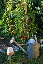 Biosphoto | 2084142 | Various tomatoes in a vegetable garden, Provence, France | &copy; Philippe Giraud / Biosgarden / Biosphoto