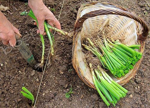Biosphoto | 2455913 | Vegetable garden onion (Allium cepa) transplanting, step 3 | &copy; Lamontagne / Biosphoto
