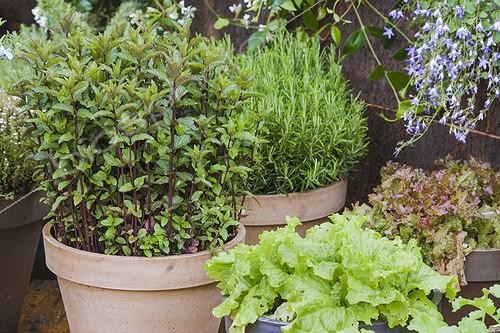 Biosphoto | 2047761 | Vegetables and aromatics in pot on a garden terrace | &copy; Jean-Michel Groult / Biosphoto