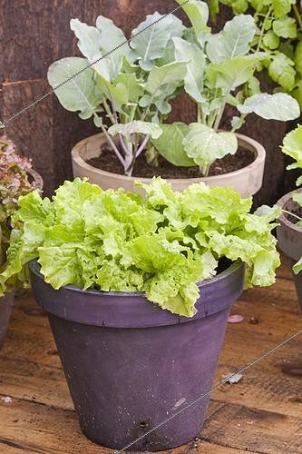 Biosphoto | 2047762 | Vegetables and aromatics in pot on a garden terrace | &copy; Jean-Michel Groult / Biosphoto