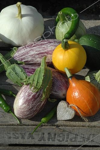 Biosphoto | 2073123 | Vegetables from the garden: Potimarron (Cucurbita maxima), round zucchini and yellow zucchini (Cucurbita pepo), Scallop squash (Cucurbita pepo), Eggplant (Solanum melongena), Green Hot pepper (Capsicum annuum) | &copy; Catherine Fruhinsholz / Biosphoto
