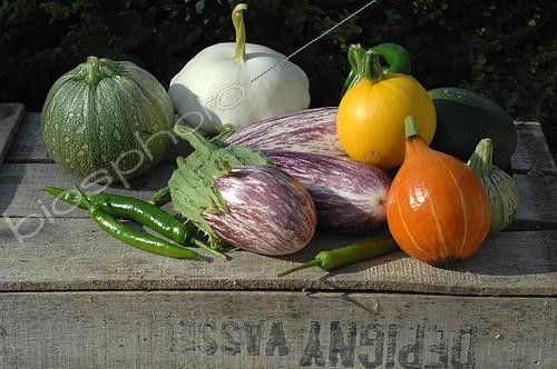 Biosphoto | 2073140 | Vegetables from the garden: Potimarron (Cucurbita maxima), round zucchini and yellow zucchini (Cucurbita pepo), Scallop squash (Cucurbita pepo), Eggplant (Solanum melongena), Green Hot pepper (Capsicum annuum) | &copy; Catherine Fruhinsholz / Biosphoto