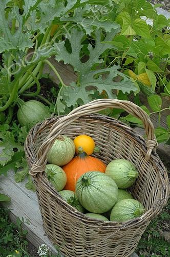 Biosphoto | 2073154 | Vegetables from the garden: Potimarron (Cucurbita maxima), round zucchini and yellow zucchini (Cucurbita pepo) in a basket | &copy; Catherine Fruhinsholz / Biosphoto
