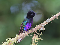 Biosphoto | 2619171 | Velvet-purple coronet (Boissonneaua jardini) perched on a branch. Equatorial forest. Choco Andino. Ecuador. South of America | &copy; Brigitte Marcon / Biosphoto