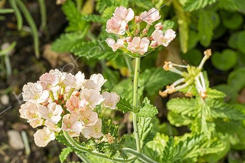 Biosphoto | 2526743 | Verbena, Verbena 'Peaches & Cream', flowers | &copy; Alain Kubacsi / Biosphoto