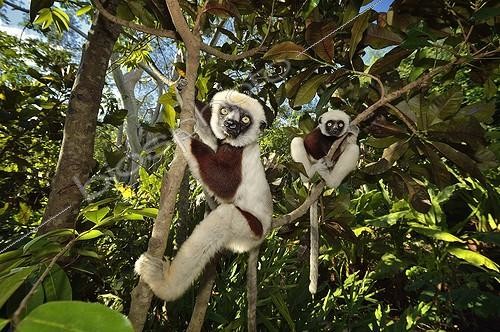 Biosphoto | 2056359 | Verreaux's sifaka in trees, Madagascar | &copy; Massimiliano Sticca / Biosphoto