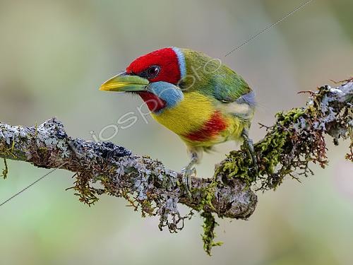 Biosphoto | 2608633 | Versicolored Barbet (Eubucco versicolor), male, Peru | &copy; Ignacio Yufera / Biosphoto