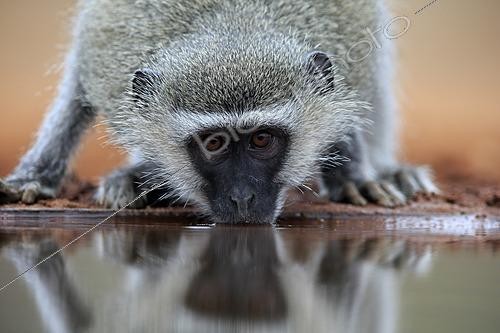 Biosphoto | 2623895 | Vervet Monkey (Chlorocebus pygerythrus), adult, drinking, portrait, at the water, Kruger National Park, Kruger National Park, Kruger National Park South Africa | &copy; Jürgen & Christine S / imageBROKER / Biosphoto