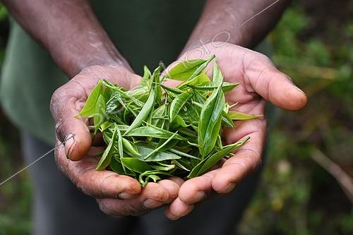 Biosphoto | 2542760 | Very young leaves in the hand of a man picking up those leaves to make one of the best teas in the world. Nuwara Eliya. Sri Lanka. | &copy; Antoine Lorgnier / Biosphoto
