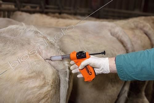 Biosphoto | 1085841 | Vétérinaire vaccinant un troupeau de Vaches Charolaises ; Vaccination contre la fièvre catarrhale ovine | &copy; Claudius Thiriet / Biosphoto